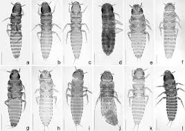 Attēlu rezultāti vaicājumam “Meloe sp. imago”