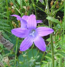 Attēlu rezultāti vaicājumam “Campanula patula”
