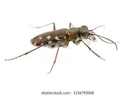 Attēlu rezultāti vaicājumam “Cicindela hybrida”