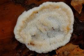 Attēlu rezultāti vaicājumam “Skeletocutis amorpha”