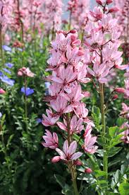 Image result for Diptam