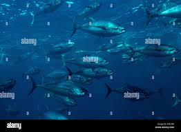 Image result for Thunnus albacares