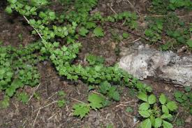 Attēlu rezultāti vaicājumam “Ribes uva-crispa leaf”