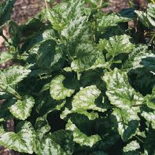 Attēlu rezultāti vaicājumam “Lamiastrum galeobdolon”