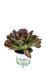 Image result for Pflücksalat