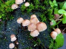 Attēlu rezultāti vaicājumam “Mycena pseudocorticola”