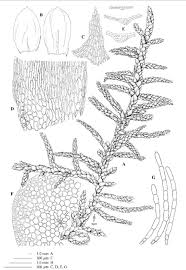 Attēlu rezultāti vaicājumam “Pseudoscleropodium purum”