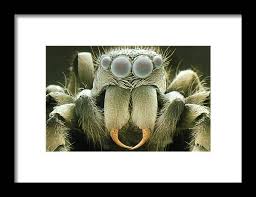 Attēlu rezultāti vaicājumam “Salticus sp.”