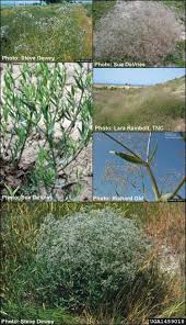 Attēlu rezultāti vaicājumam “Gypsophila paniculata”