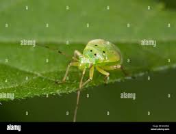 Attēlu rezultāti vaicājumam “Lygus nymph nymph”