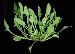 Attēlu rezultāti vaicājumam “Rumex acetosa leaf”