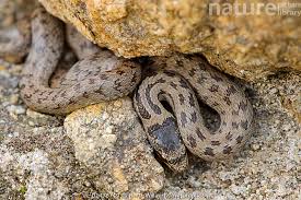 Attēlu rezultāti vaicājumam “Coronella austriaca”