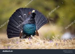 Attēlu rezultāti vaicājumam “Tetrao urogallus”