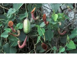 Attēlu rezultāti vaicājumam “Aristolochiaceae”