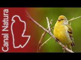 Image result for Carduelis citrinella