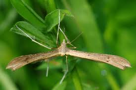 Attēlu rezultāti vaicājumam “Platyptilia sp.”