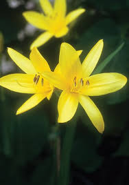 Attēlu rezultāti vaicājumam “Hemerocallis lilioasphodelus”