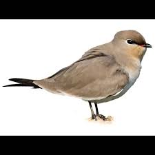 Image result for Glareola maldivarum