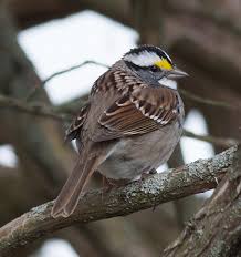 Image result for Zonotrichia albicollis