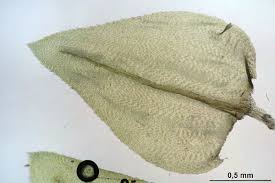 Attēlu rezultāti vaicājumam “Eurhynchium angustirete”