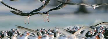 Image result for Bird