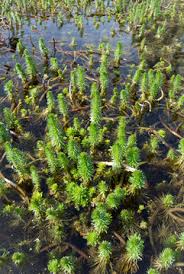 Attēlu rezultāti vaicājumam “Haloragaceae”
