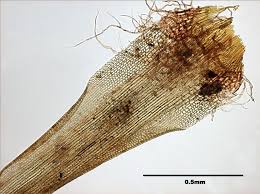 Attēlu rezultāti vaicājumam “Pohlia elongata”