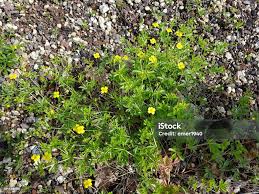 Attēlu rezultāti vaicājumam “Potentilla reptans”