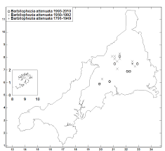 Attēlu rezultāti vaicājumam “Barbilophozia attenuata”