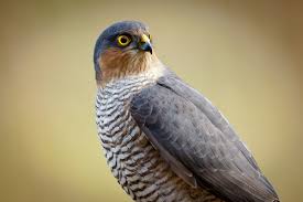Attēlu rezultāti vaicājumam “Accipiter nisus male”