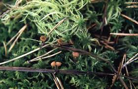 Attēlu rezultāti vaicājumam “Myriosclerotinia scirpicola”