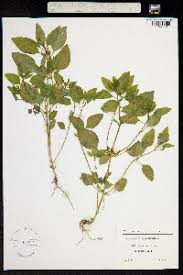 Attēlu rezultāti vaicājumam “Chenopodium polyspermum”