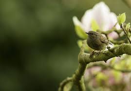 Attēlu rezultāti vaicājumam “Prunella modularis adult”
