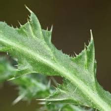 Attēlu rezultāti vaicājumam “Carduus crispus leaf”