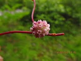 Attēlu rezultāti vaicājumam “Cuscuta europaea flower”