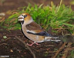 Attēlu rezultāti vaicājumam “Coccothraustes coccothraustes”