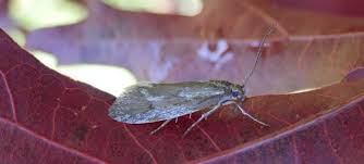 Attēlu rezultāti vaicājumam “Diurnea lipsiella”