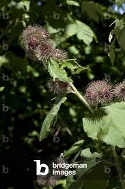 Attēlu rezultāti vaicājumam “Arctium nemorosum”