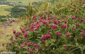 Attēlu rezultāti vaicājumam “Trifolium alpestre”