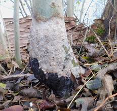 Attēlu rezultāti vaicājumam “Brefeldia maxima macro”