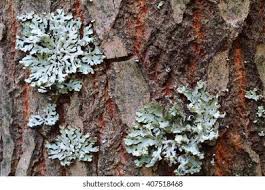 Attēlu rezultāti vaicājumam “Hypogymnia physodes”