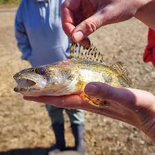 Image result for Sander canadensis/vitreus