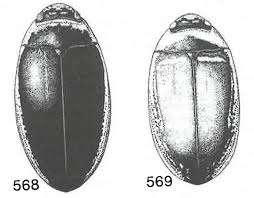 Attēlu rezultāti vaicājumam “Hydaticus transversalis”