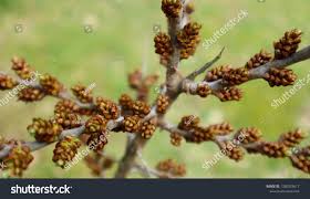 Attēlu rezultāti vaicājumam “Hippophae rhamnoides female flower”
