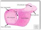 ENDOCRINE SYSTEM