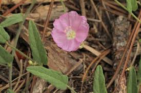 Image result for rosa aquatica