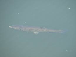 Image result for Ctenopharyngodon idella