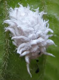 Image result for Cryptolaemus