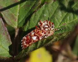 Attēlu rezultāti vaicājumam “Anarta myrtilli”