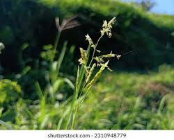 Attēlu rezultāti vaicājumam “Leersia oryzoides”